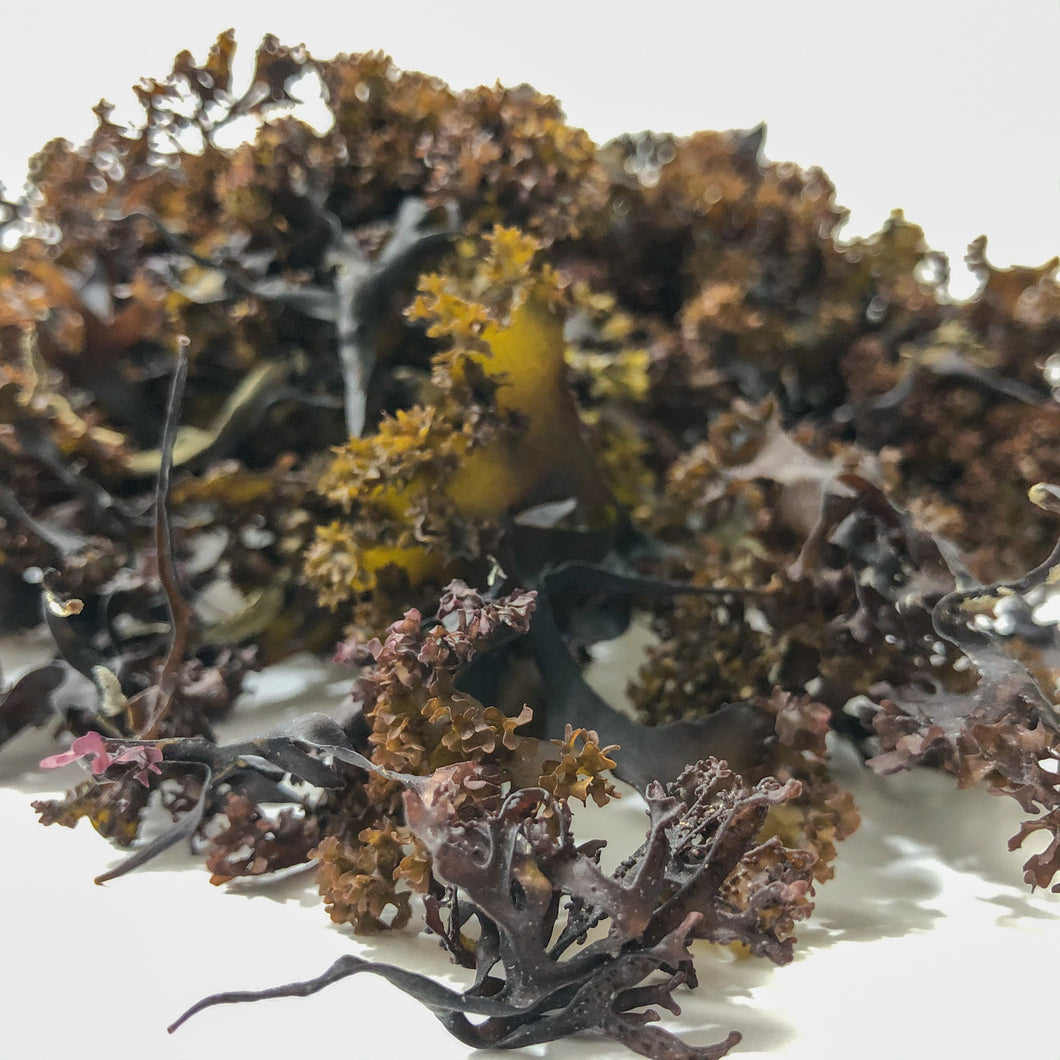 Raw Sun-dried Irish Sea Moss