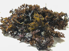 Load image into Gallery viewer, Raw Sun-dried Irish Sea Moss
