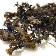 Load image into Gallery viewer, Raw Sun-dried Irish Sea Moss
