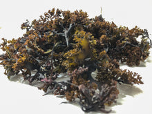 Load image into Gallery viewer, Raw Sun-dried Irish Sea Moss
